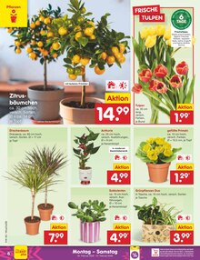 Blumen im Netto Marken-Discount Prospekt "Aktuelle Angebote" mit 50 Seiten (Heilbronn)