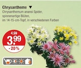 Chrysantheme im V-Markt Prospekt Chrysantheme von im aktuellen V-Markt Prospekt fĂŒr 3,99 âŹ