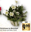 Aktuelles Christrosen im Betontopf Angebot bei EDEKA in Mannheim ab 9,99 €