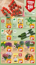 Blumen Angebot im aktuellen REWE Prospekt auf Seite 9