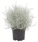 Aktuelles Silberdraht Angebot bei Lidl in Hagen (Stadt der FernUniversität) ab 1,99 €