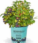 Hagebaumarkt Starnberg - Heidelbeere BrazelBerry Angebot im Prospekt Heidelbeere BrazelBerry bei Hagebaumarkt im Starnberg Prospekt für 2,99 €
