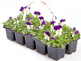 Aktuelle Blumen Angebote bei Thomas Philipps in Hamburg Aktuelles Hornveilchen oder Stiefmütterchen Angebot bei Thomas Philipps in Hamburg ab 1,99 €