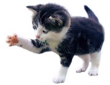 Katzengras für 1,99 € bei Thomas Philipps im Angebot Katzengras im aktuellen Thomas Philipps Prospekt