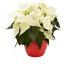 Weihnachtsstern-Busch  im aktuellen Kaufland Prospekt für 8,88 €