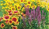Angebot im toom Baumarkt Heide Prospekt toom Baumarkt Heide Prospekt mit im Angebot für 2,99 €
