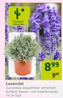 Lavendel Angebote bei Pflanzen Kölle Hamburg für 8,99 €