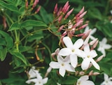 Promo Jasmin Polyanthum à 8,95 € dans le catalogue LaMaison.fr à Mortagne-Au-Perche