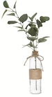 Eucalyptus avec vase verre dans le catalogue Maxi Bazar