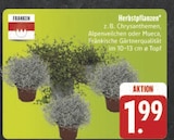 EDEKA Zeil - Herbstpflanzen Angebot im Prospekt Herbstpflanzen bei EDEKA im Zeil Prospekt für 1,99 €
