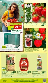 Tomatenhaus Angebote im Prospekt "Gratis Pflanzaktion!" von Pflanzen Kölle auf Seite 8