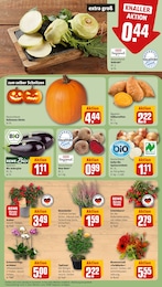 REWE Kohlrabi im Prospekt REWE Kohlrabi im Prospekt