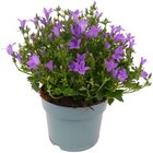 Glockenblume im Angebot bei REWE in Hilden Glockenblume Angebote von REWE Beste Wahl bei REWE Hilden für 2,99 €