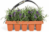 Lavendel Angustifolia für 5,99 € bei Netto Marken-Discount im Angebot Lavendel Angustifolia im aktuellen Netto Marken-Discount Prospekt