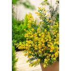 Promo Genêt porlock à 9,99 € dans le catalogue Carrefour à Narbonne