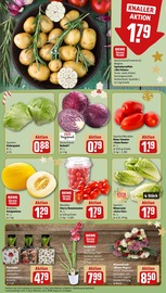 Pflanzen im REWE Prospekt in Frechen Aktueller REWE Prospekt mit Pflanzen, "Dein Markt", Seite 9