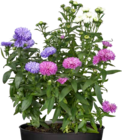 Glattblatt-Aster Angebote bei BAUHAUS Hürth für 3,99 €