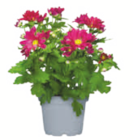 toom Baumarkt Herrenberg - Chrysanthemen einfarbig Angebot im Prospekt Chrysanthemen einfarbig bei toom Baumarkt im Herrenberg Prospekt für 1,69 €