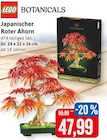 Aktuelles Japanischer Roter Ahorn Angebot bei Kaufhaus Stolz in Lübeck ab 47,99 €