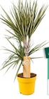 Promo Dracaena 2 pieds à 9,99 € dans le catalogue Truffaut à Migné-Auxances