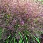 Eragrostide Brillante verte botanic. Le pot de 4 litres - BOTANIC® à 16,99 € dans le catalogue Botanic