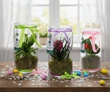 Promo Terrarium plante fleurie à 9,99 € dans le catalogue Carrefour à Niort