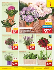 Lavendel im Netto Marken-Discount Prospekt in Chemnitz Aktueller Netto Marken-Discount Prospekt mit Lavendel, "Aktuelle Angebote", Seite 15