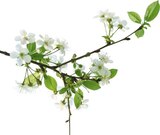 Softcreme im Angebot bei Netto Marken-Discount in Emden Softcreme Angebote von Blüte-Zeit bei Netto Marken-Discount Emden für 2,99 €