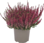 Bruyère Calluna - GARDENLINE en promo à 3,99 € chez Aldi Bruyère Calluna - GARDENLINE dans le catalogue Aldi
