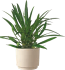 Succulentes - GARDENLINE dans le catalogue Aldi