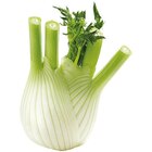 Fenchel im Angebot bei REWE in Hürth Fenchel Angebote bei REWE Hürth für 2,79 €