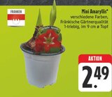Mini Amaryllis Angebote von Franken bei EDEKA Gera für 2,49 €