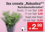 Ilex crenata 'Robustico' im aktuellen Zimmermann Prospekt
