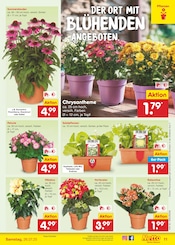 Aktueller Netto Marken-Discount Prospekt mit Pflanzen, "Aktuelle Angebote", Seite 13