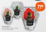 Aktuelle Pflanzen Angebote bei tegut in München Aktuelles Amaryllis Angebot bei tegut in München ab 7,99 €