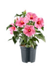 Hibiscus - Lidl à Tours Hibiscus en promo chez Lidl Tours à 11,99 €