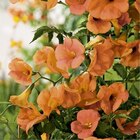 CAMPSIS GRANDIFLORA. Le pot de 3 litres - BOTANIC® à 16,99 € dans le catalogue Botanic