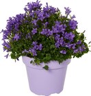 Campanule en promo à 4,99 € chez Carrefour Campanule dans le catalogue Carrefour