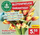 Großbund Tulpen Angebote bei Netto Marken-Discount Weimar für 5,55 €