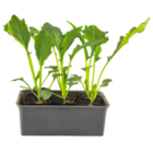 Kohlrabi "Delikatesse" im Angebot bei OBI in Pforzheim Kohlrabi "Delikatesse" Angebote bei OBI Pforzheim für 2,49 €