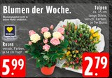 Aktuelles Rosen Angebot bei EDEKA in Düsseldorf ab 2,79 €