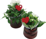 Bepflanzte Arrangements zu Muttertag bei Globus-Baumarkt im Prospekt "" für 7,99 €