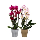 Orchidée cascade en promo chez Carrefour Aubervilliers à 12,99 €