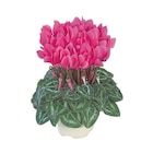 Promo Mini cyclamen fuchsia - Le pot de diamètre 10,5 cm à 3,99 € dans le catalogue Botanic à Dijon