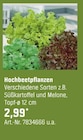Aktuelles Hochbeetpflanzen Angebot bei OBI in Mannheim ab 2,99 €