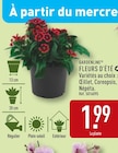 Fleurs d'été - Gardenline en promo chez Aldi Fleurs d'été - Gardenline dans le catalogue Aldi