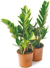 Zamioculcas "Glücksfeder" bei Netto mit dem Scottie im Pritzwalk Prospekt für 3,99 €