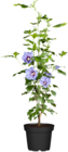 Gartenhibiskus Angebote von Grow by OBI bei OBI Nürnberg für 14,99 €