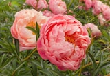 Promo Pivoine herbacée ECLOZ à 9,99 € dans le catalogue Jardiland à Basse-Goulaine