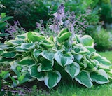 Promo Feuillages Décoratifs ECLOZ à 7,99 € dans le catalogue Delbard à Romorantin-Lanthenay